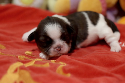 Les chiots de Shih Tzu