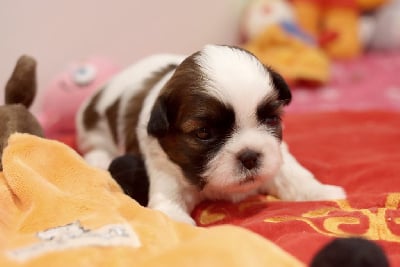 VANILLE-CHOCO - Shih Tzu