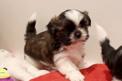 Les chiots de Shih Tzu