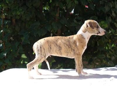 Les chiots de Whippet