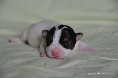 Les chiots de Jack Russell Terrier