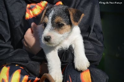 Versace - Jack Russell Terrier