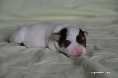 Les chiots de Jack Russell Terrier