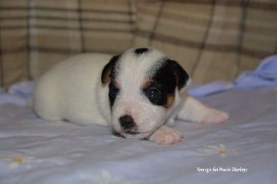 Les chiots de Jack Russell Terrier