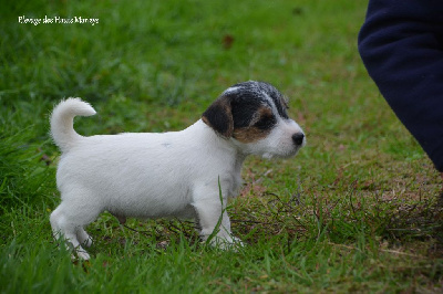 Les chiots de Jack Russell Terrier