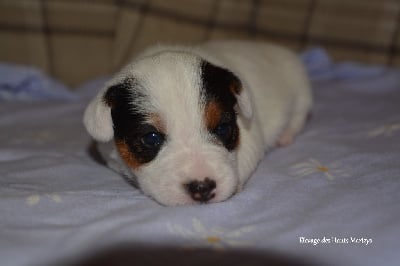 Les chiots de Jack Russell Terrier