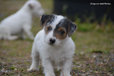 Les chiots de Jack Russell Terrier