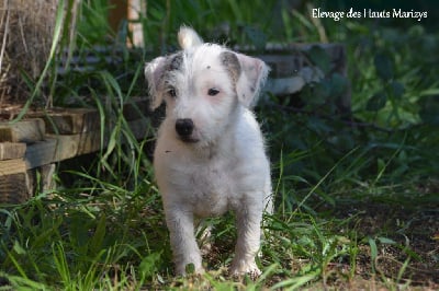 Les chiots de Jack Russell Terrier