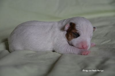 Les chiots de Jack Russell Terrier