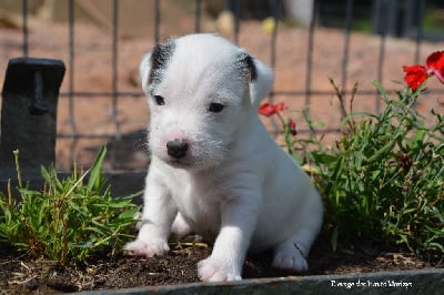 Les chiots de Jack Russell Terrier