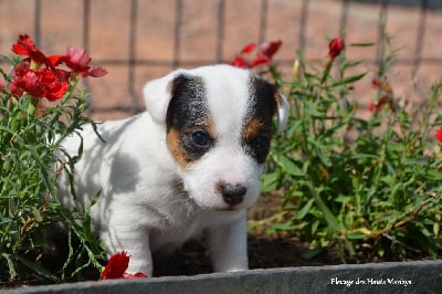 Les chiots de Jack Russell Terrier