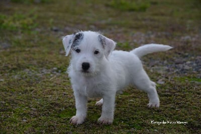 Les chiots de Jack Russell Terrier