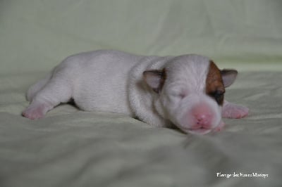 Les chiots de Jack Russell Terrier