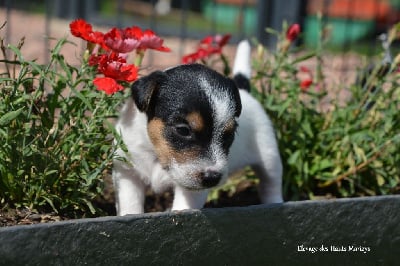 Les chiots de Jack Russell Terrier