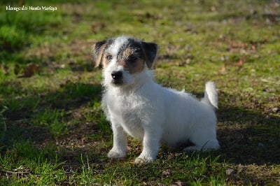 Les chiots de Jack Russell Terrier