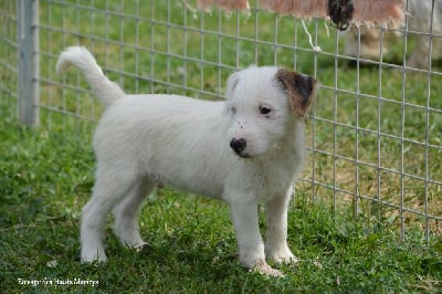 Les chiots de Jack Russell Terrier