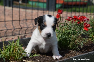 Les chiots de Jack Russell Terrier