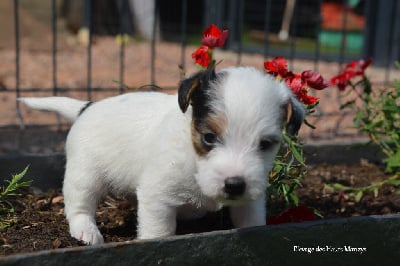 Les chiots de Jack Russell Terrier