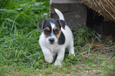 Les chiots de Jack Russell Terrier