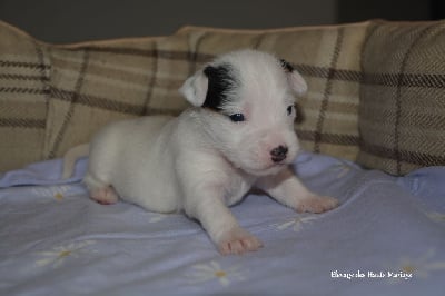 Les chiots de Jack Russell Terrier