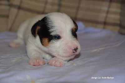 Les chiots de Jack Russell Terrier