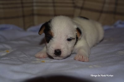 Les chiots de Jack Russell Terrier