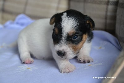 Les chiots de Jack Russell Terrier