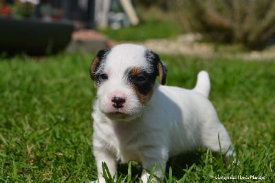 Les chiots de Jack Russell Terrier