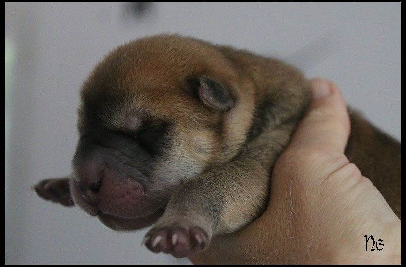 MALE FAUVE BRUSH COAT - Shar Pei