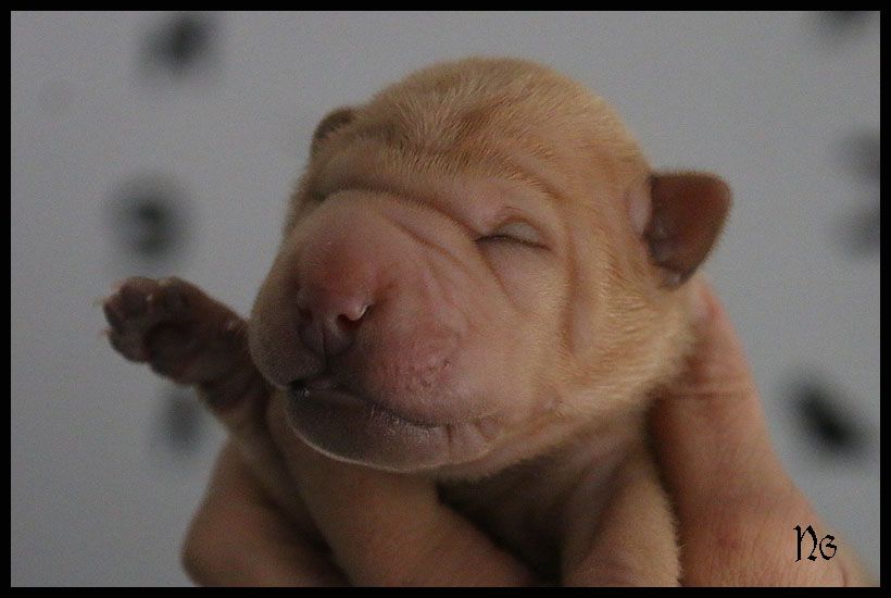 MALE ABRICOT HORSE COAT - Shar Pei