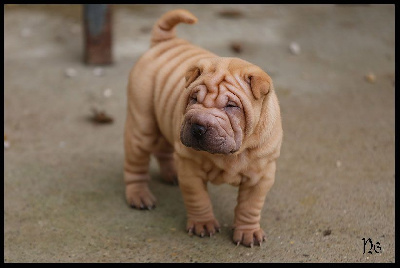 Les chiots de Shar Pei