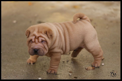 Les chiots de Shar Pei