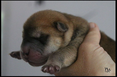 Les chiots de Shar Pei