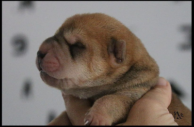 Les chiots de Shar Pei