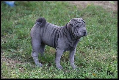 Les chiots de Shar Pei