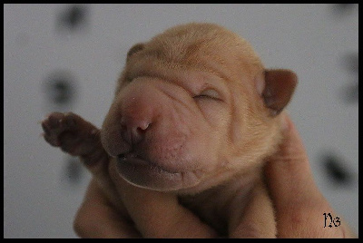 Les chiots de Shar Pei