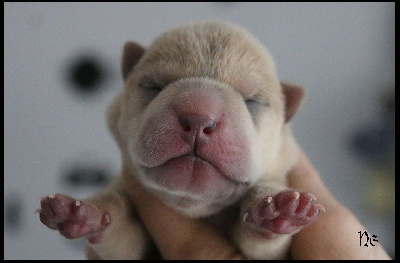 Les chiots de Shar Pei