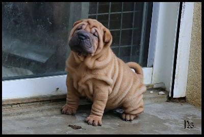 Les chiots de Shar Pei