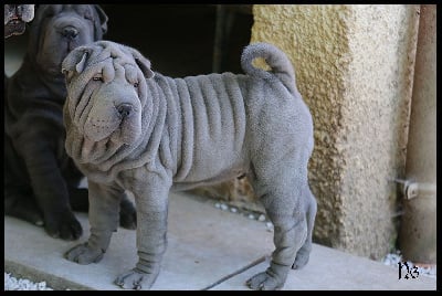 Les chiots de Shar Pei