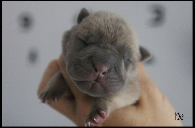 Les chiots de Shar Pei