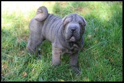 Les chiots de Shar Pei