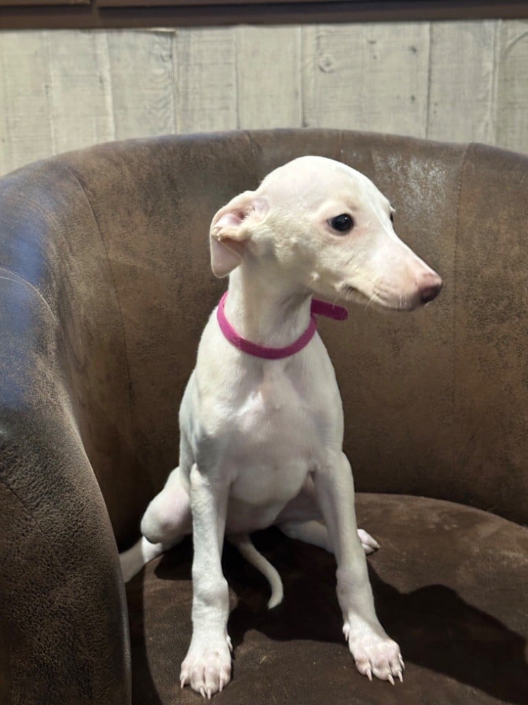 Collier rose - Whippet