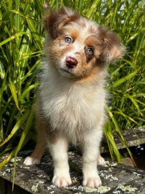 Les chiots de Berger Australien