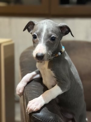 Les chiots de Whippet