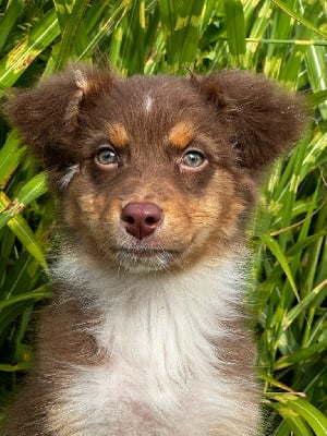 Les chiots de Berger Australien