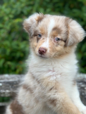 Les chiots de Berger Australien