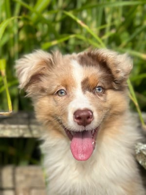 Les chiots de Berger Australien