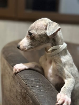 Les chiots de Whippet