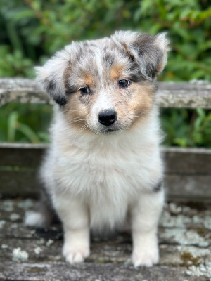 Les chiots de Berger Australien