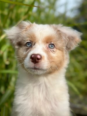 Les chiots de Berger Australien